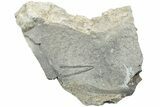 Ordovician Graptolite (Didymograptus) - Fillmore Formation, Utah #238864-1